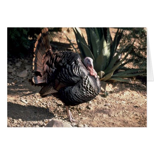 Merriams wild turkey, gobbler strutting card