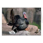 Merriams wild turkey, gobbler strutting card