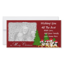 Merry Christmas - 4 Australian Shepherd Puppies Photo Card Template