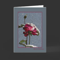 Merry Christmas - artsy red rose with snow cards