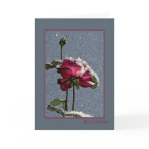 Merry Christmas - artsy red rose with snow cards