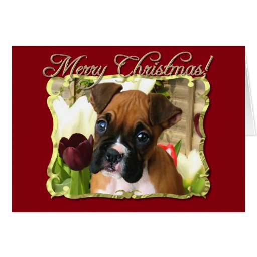 Merry Christmas Boxer dog greeting card Zazzle
