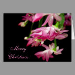 Merry Christmas Cactus cards