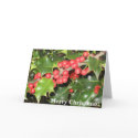 Merry Christmas! cards