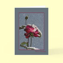 Merry Christmas cards by Rainmountain Merry Christmas cards