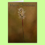 Merry Christmas cards