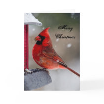 Merry Christmas Cardinal
