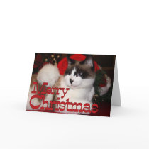 Merry Christmas Cat cards