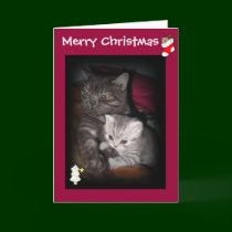 Merry Christmas - Cat greeting card
