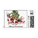 Merry Christmas Chihuahua Postage