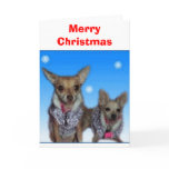 Merry Christmas Chihuahuas cards