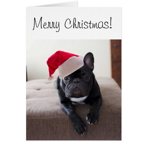 Merry Christmas Frenchie Card | Zazzle