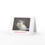 Merry Christmas from the Cat Greeting Cards
