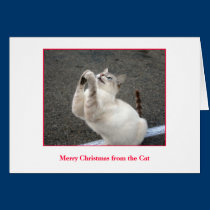 Merry Christmas from the Cat cards
