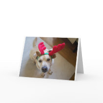 MERRY CHRISTMAS FROM THE DOG cards