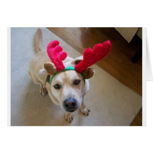 MERRY CHRISTMAS FROM THE DOG GREETING CARD | Zazzle