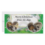 Merry Christmas from the dogs photo cards