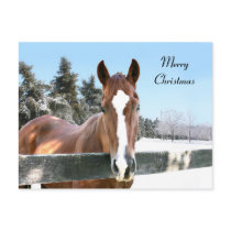 Merry Christmas horse postcards