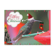 Merry Christmas Hummingbird Postcards
