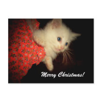 Merry Christmas! Kitten Postcard