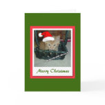 Merry Christmas/Orange Tabby Kitten