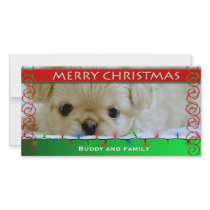 Merry Christmas Personalized Dog photo card photo cards