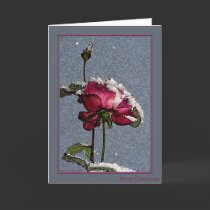 Merry Christmas - red rose with snow cards