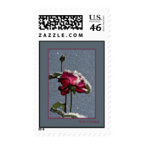 Merry Christmas - red rose with snow postage