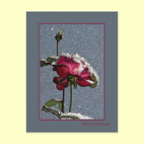 Merry Christmas - red rose with snow postcards