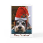 Merry Christmas Schnauzer Cards