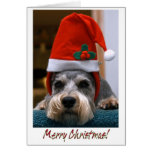 Merry Christmas Schnauzer Cards