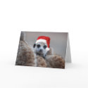 Merry Meerkat Christmas - Seasons greetings 2 cards