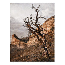 Mesa Verde Postcard