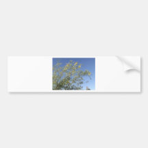 Mesquite Branches Against Sky Bumper Stickers
