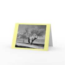 "Mesquite" cards