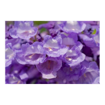 Mesquite Flower posters by mlane53 Mesquite Flower posters
