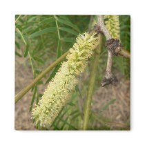 Mesquite tree flower. magnets