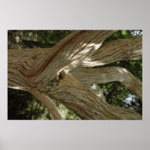 Mesquite Tree Print