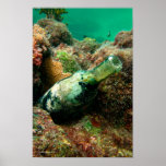 Message in a Bottle Posters