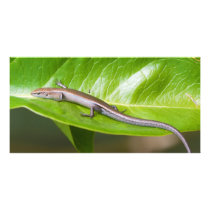 Metallic Cool Skink Niveoscincus Metallicus Photo Greeting Card