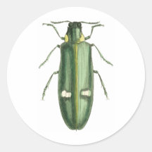 Metallic Wood-Boring Beetle Round Stickers