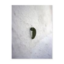 Metamorphosis postcards