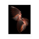 Metamorphosis posters