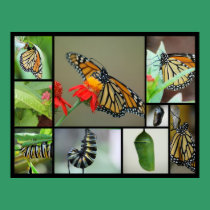 Metamorphosis posters