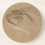 Metapenaeus Monoceros Beverage Coasters
