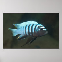 Metriaclima zebra - Chinyamwezi, Lake Malawi Print