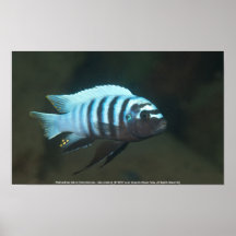 Metriaclima zebra [Chinyamwezi] Posters