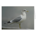 Mew Gull Card by naturalphotos Mew Gull Card