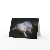 Mexican Axolotl Cards
