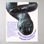Mexican Black King Snake posters